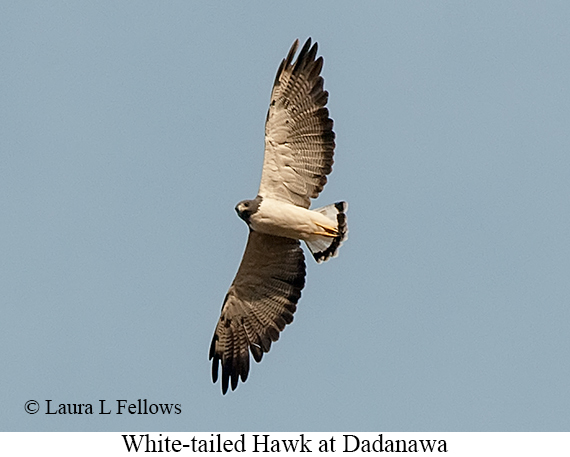 White-tailed Hawk - © Laura L Fellows and Exotic Birding LLC