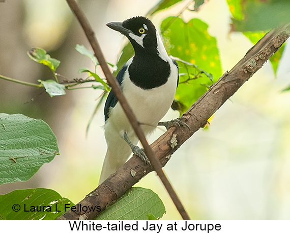 White-tailed Jay - © Laura L Fellows and Exotic Birding LLC