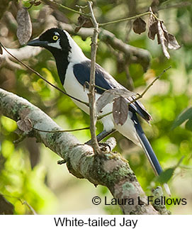 White-tailed Jay - © Laura L Fellows and Exotic Birding LLC