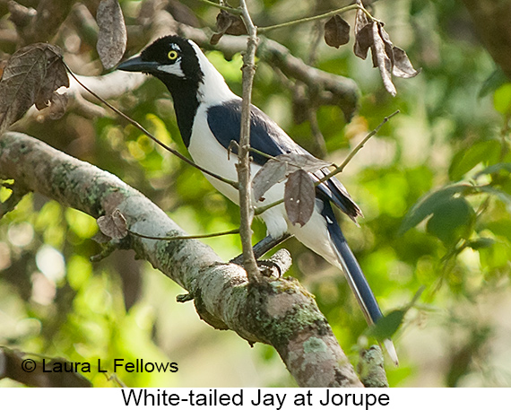 White-tailed Jay - © Laura L Fellows and Exotic Birding LLC White-tailed Jay - © Laura L Fellows and Exotic Birding LLC