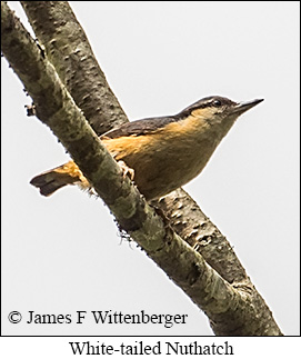 White-tailed Nuthatch - © James F Wittenberger and Exotic Birding LLC White-tailed Nuthatch - © James F Wittenberger and Exotic Birding LLC