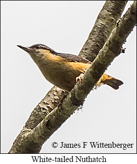 White-tailed Nuthatch - © James F Wittenberger and Exotic Birding LLC