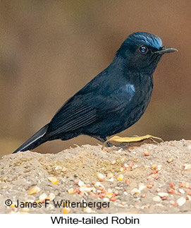 White-tailed Robin - © James F Wittenberger and Exotic Birding LLC