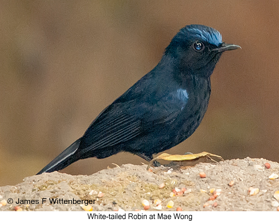 White-tailed Robin - © James F Wittenberger and Exotic Birding LLC