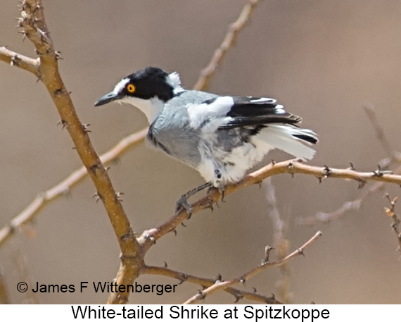 White-tailed Shrike - © The Photographer and Exotic Birding LLC