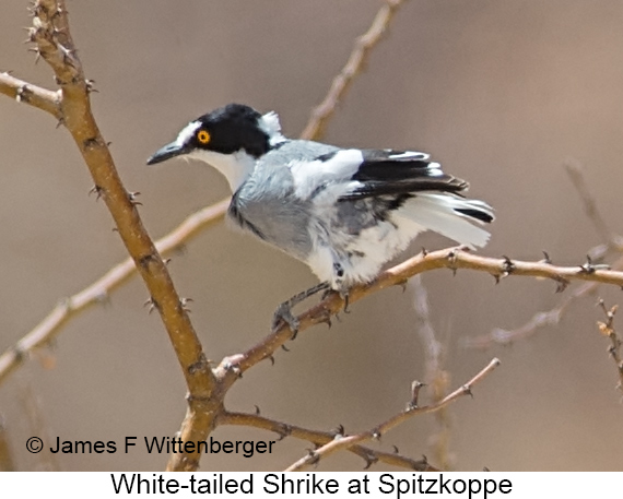 White-tailed Shrike - © James F Wittenberger and Exotic Birding LLC