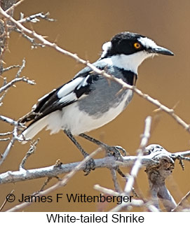 White-tailed Shrike - © James F Wittenberger and Exotic Birding LLC