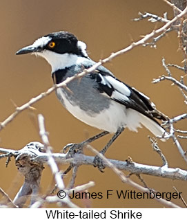 White-tailed Shrike - © James F Wittenberger and Exotic Birding LLC