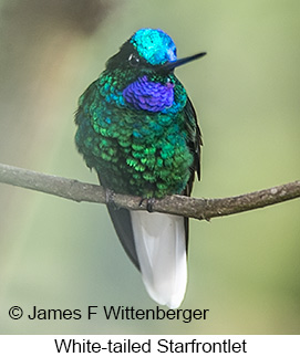 White-tailed Starfrontlet - © James F Wittenberger and Exotic Birding LLC