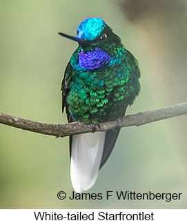 White-tailed Starfrontlet - © James F Wittenberger and Exotic Birding LLC