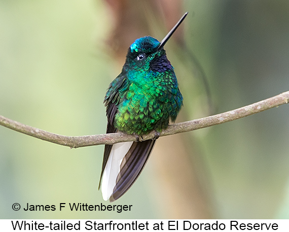 White-tailed Starfrontlet - © James F Wittenberger and Exotic Birding LLC