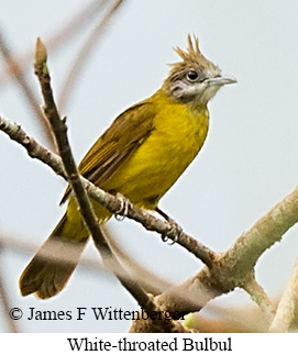 White-throated Bulbul - © James F Wittenberger and Exotic Birding LLC White-throated Bulbul - © James F Wittenberger and Exotic Birding LLC