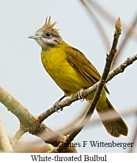 White-throated Bulbul - © James F Wittenberger and Exotic Birding LLC