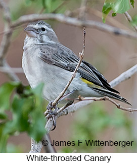 White-throated Canary - © James F Wittenberger and Exotic Birding LLC