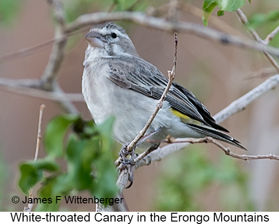 White-throated Canary - © James F Wittenberger and Exotic Birding LLC