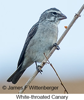 White-throated Canary - © James F Wittenberger and Exotic Birding LLC