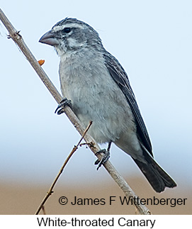 White-throated Canary - © James F Wittenberger and Exotic Birding LLC