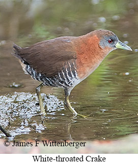 White-throated Crake - © James F Wittenberger and Exotic Birding LLC