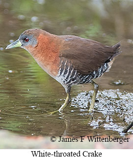 White-throated Crake - © James F Wittenberger and Exotic Birding LLC White-throated Crake - © James F Wittenberger and Exotic Birding LLC
