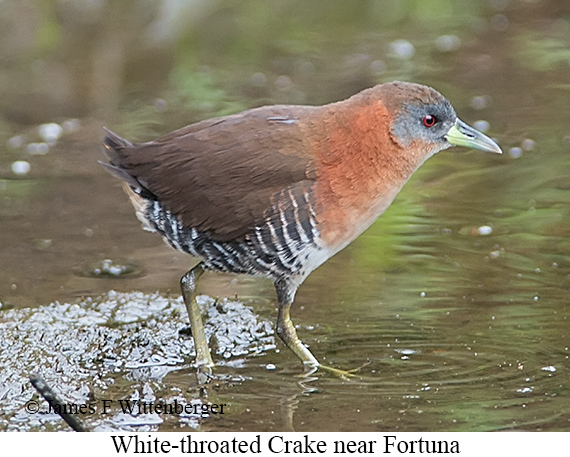 White-throated Crake - &copy; James F Wittenberger and Exotic Birding LLC