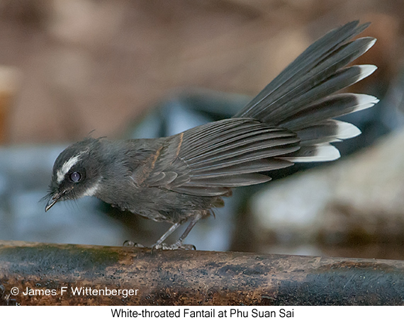 White-throated Fantail - © James F Wittenberger and Exotic Birding LLC