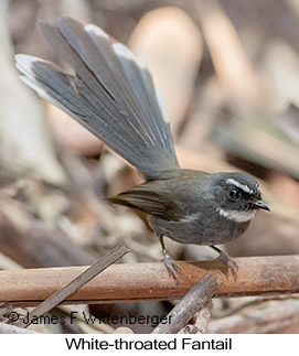 White-throated Fantail - © James F Wittenberger and Exotic Birding LLC