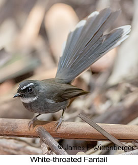 White-throated Fantail - © James F Wittenberger and Exotic Birding LLC