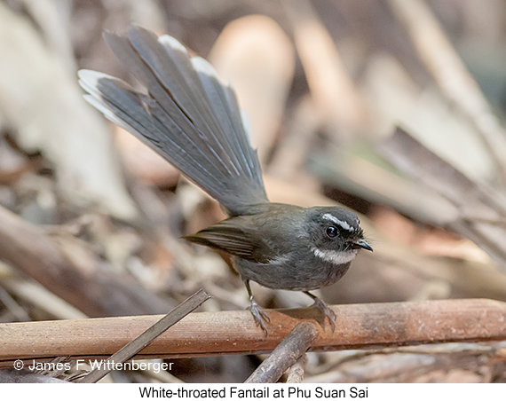 White-throated Fantail - © James F Wittenberger and Exotic Birding LLC