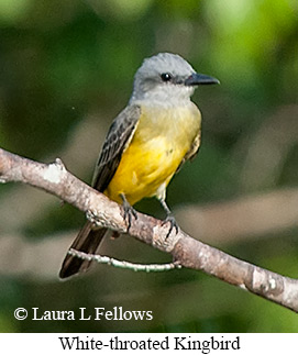 White-throated Kingbird - © Laura L Fellows and Exotic Birding LLC