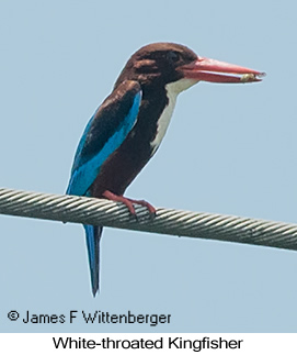 White-throated Kingfisher - © James F Wittenberger and Exotic Birding LLC