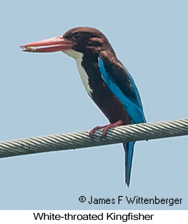 White-throated Kingfisher - © James F Wittenberger and Exotic Birding LLC