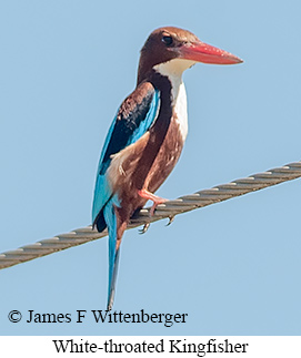 White-throated Kingfisher - © James F Wittenberger and Exotic Birding LLC