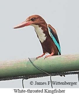 White-throated Kingfisher - © James F Wittenberger and Exotic Birding LLC White-throated Kingfisher - © James F Wittenberger and Exotic Birding LLC