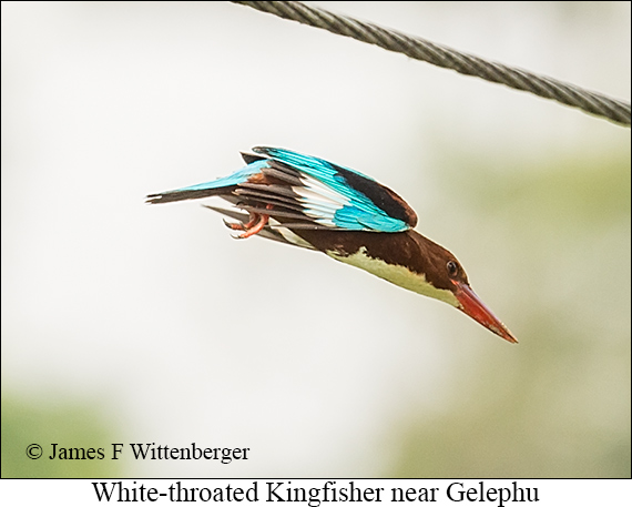 White-throated Kingfisher - © James F Wittenberger and Exotic Birding LLC