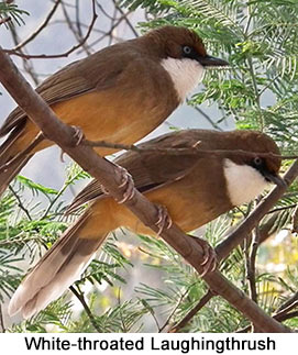 White-throated Laughingthrush - courtesy Leio De Souza White-throated Laughingthrush - courtesy Leio De Souza