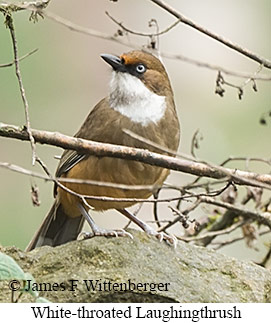 White-throated Laughingthrush - © James F Wittenberger and Exotic Birding LLC White-throated Laughingthrush - © James F Wittenberger and Exotic Birding LLC