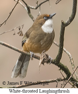 White-throated Laughingthrush - © James F Wittenberger and Exotic Birding LLC White-throated Laughingthrush - © James F Wittenberger and Exotic Birding LLC