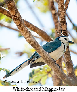 White-throated Magpie-Jay - © Laura L Fellows and Exotic Birding LLC