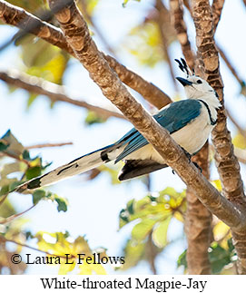 White-throated Magpie-Jay - © Laura L Fellows and Exotic Birding LLC White-throated Magpie-Jay - © Laura L Fellows and Exotic Birding LLC