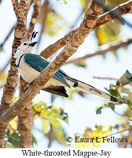 White-throated Magpie-Jay - © Laura L Fellows and Exotic Birding LLC