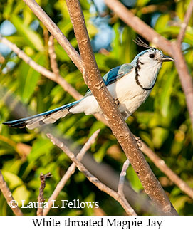 White-throated Magpie-Jay - &copy; Laura L Fellows and Exotic Birding LLC