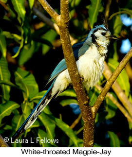 White-throated Magpie-Jay - © Laura L Fellows and Exotic Birding LLC