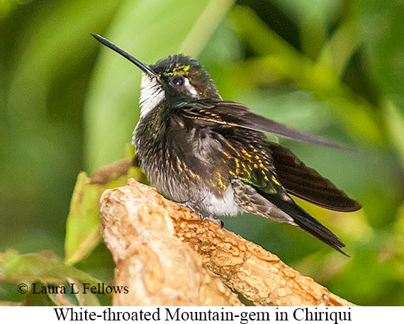 White-throated Mountain-gem - © James F Wittenberger and Exotic Birding LLC