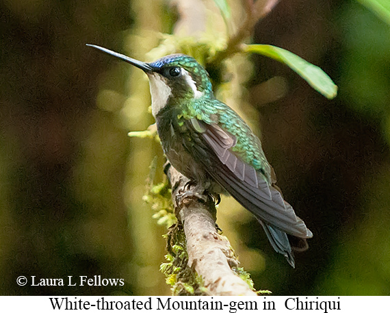 White-throated Mountain-gem - © James F Wittenberger and Exotic Birding LLC