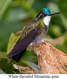 White-throated Mountain-gem - © Laura L Fellows and Exotic Birding LLC