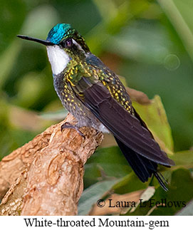 White-throated Mountain-gem - © Laura L Fellows and Exotic Birding LLC