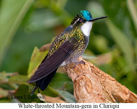 White-throated Mountain-gem - © Laura L Fellows and Exotic Birding LLC