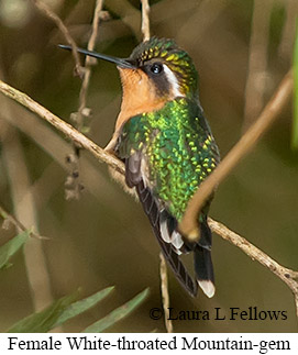 White-throated Mountain-gem - © Laura L Fellows and Exotic Birding LLC