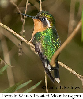 White-throated Mountain-gem - © Laura L Fellows and Exotic Birding LLC White-throated Mountain-gem - © Laura L Fellows and Exotic Birding LLC