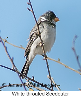 White-throated Seedeater - © James F Wittenberger and Exotic Birding LLC White-throated Seedeater - © James F Wittenberger and Exotic Birding LLC